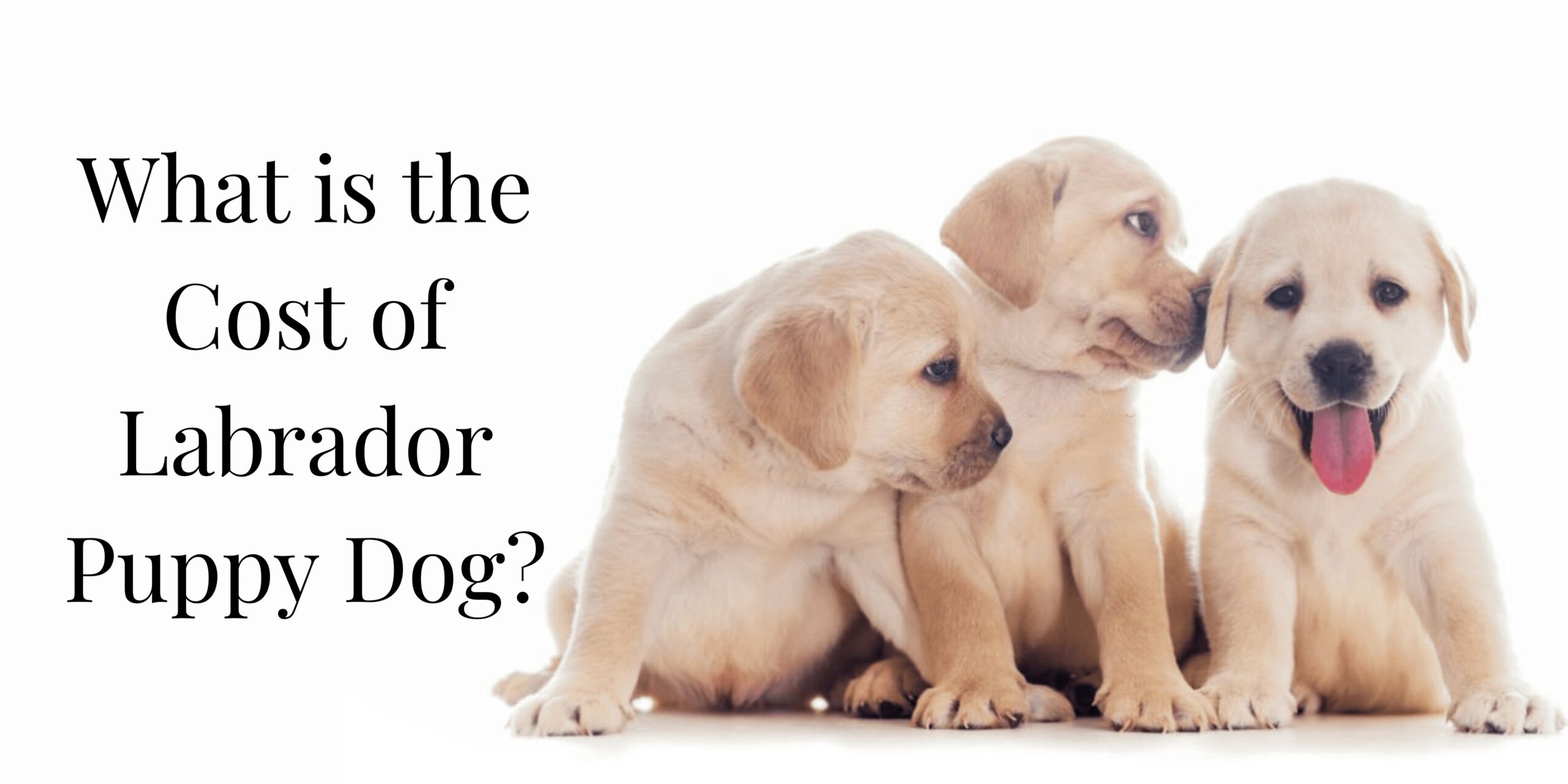 Labrador Price in India (March 2023) - How Costly Lab Puppy Is?