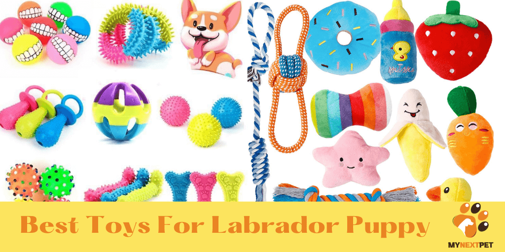 Best Toys For Labrador Puppy