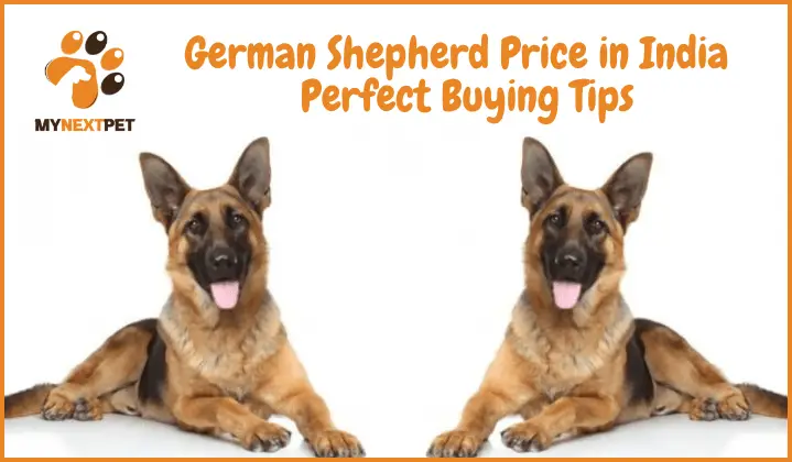 german-shepherd-price-in-india