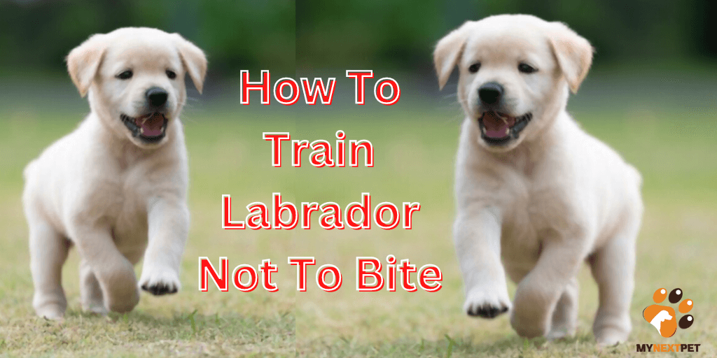 How To Train Labrador Stop Biting