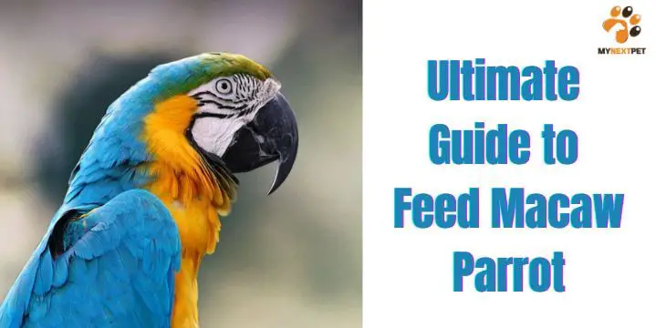 how to feed macaw parrot