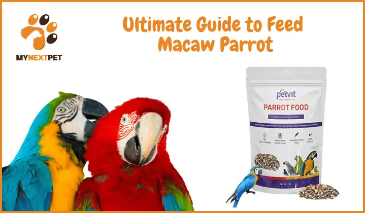 what macaw parrot likes most to eat