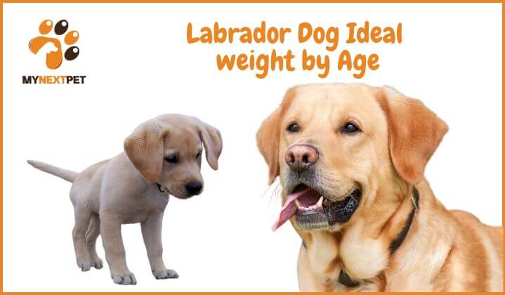 Labrador Weight by age