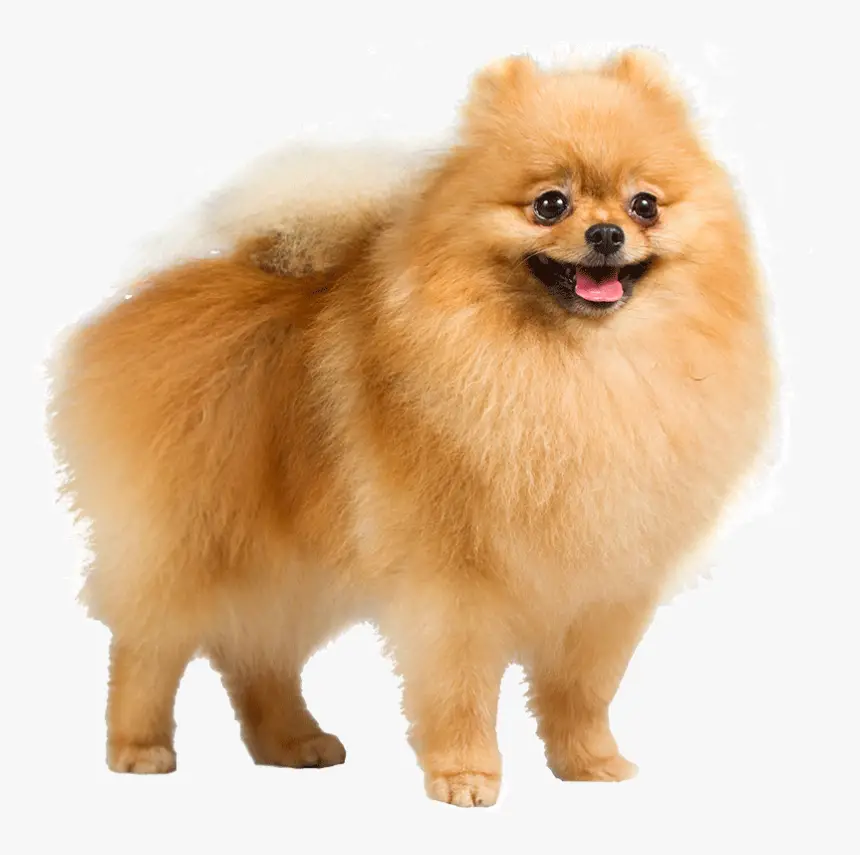 small dog breed Pomeranian