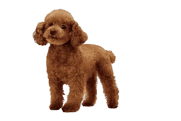 Poodle-small-dog-breed-india