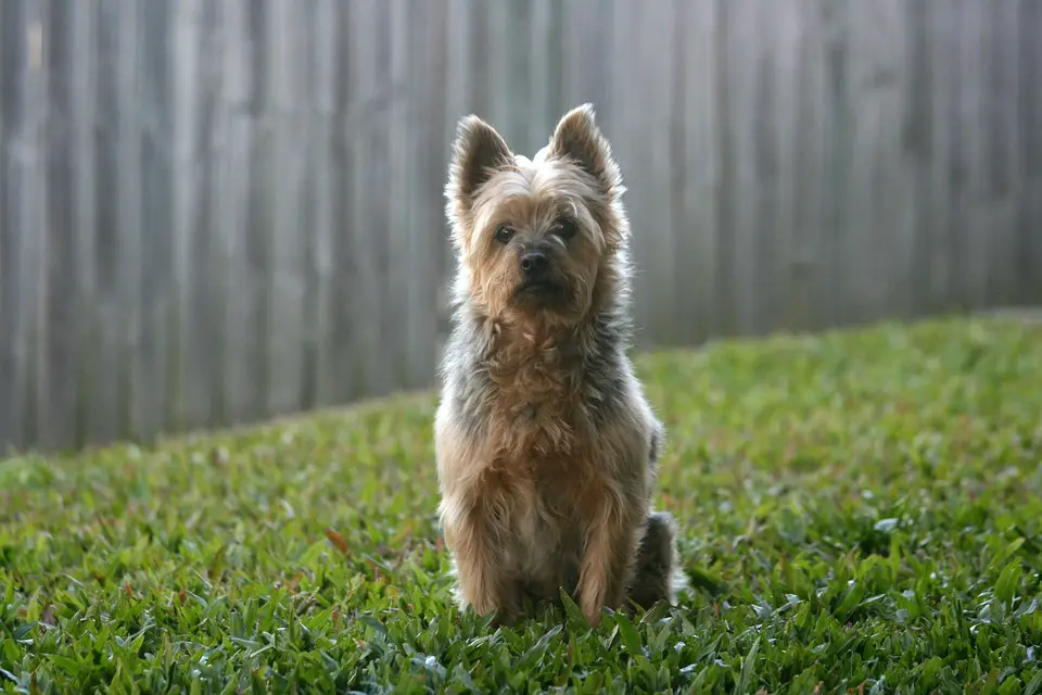 australian-terrier-small-breed-dog