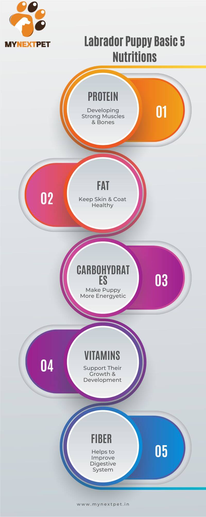 labrador puppy nutrition