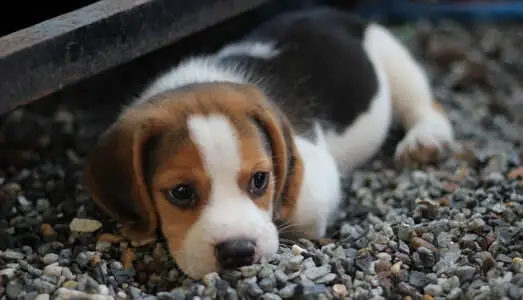 beagle-small-breed-dog-india