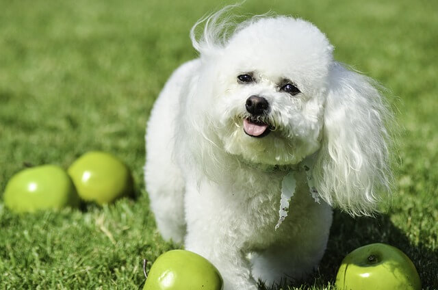 bichon-frise-small-breed-dog