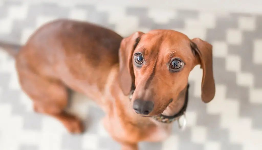 dachshund-small-breed-dog