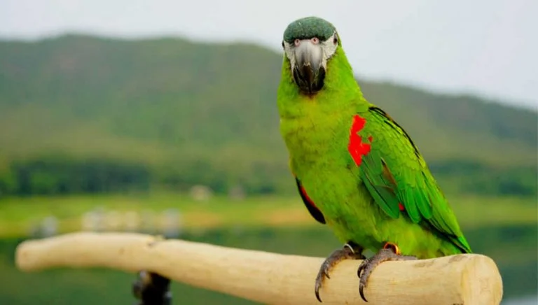 Hahn Macaw Price