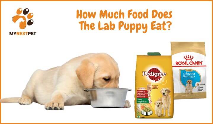 HOW MUCH FOOD FOR LAB PUPPY