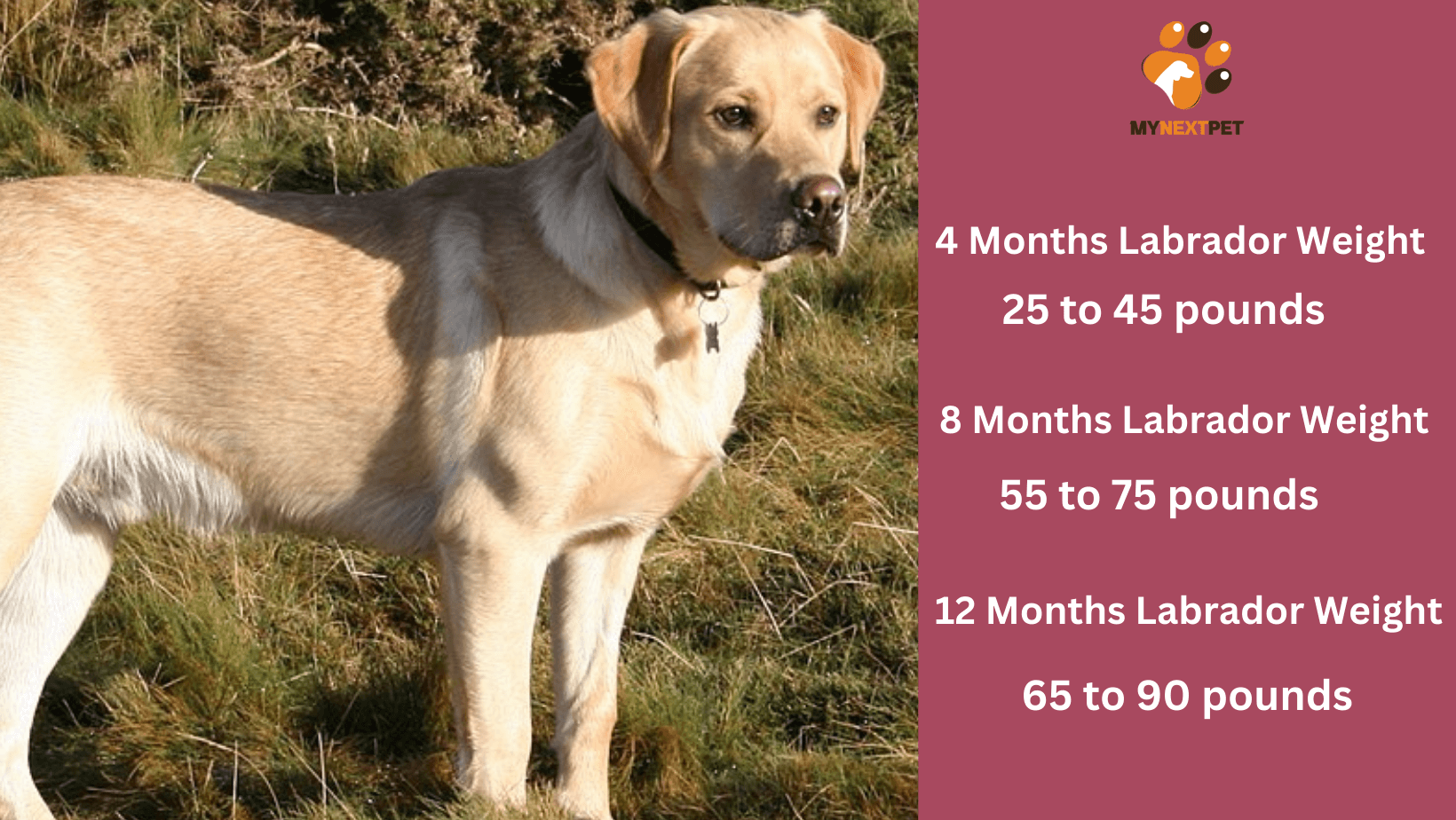how much should a 8 month old labrador weigh