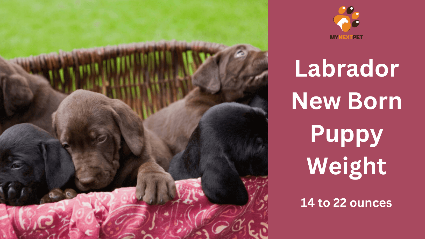 how much does a labrador puppy weight