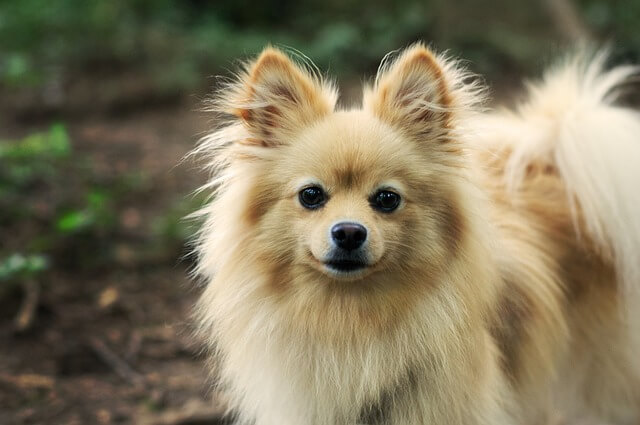 indian-spitz-dog-breeds