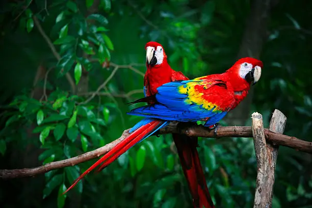 Scarlet Type Macaw parrot