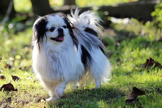 japanese-chin-small-breed-dog