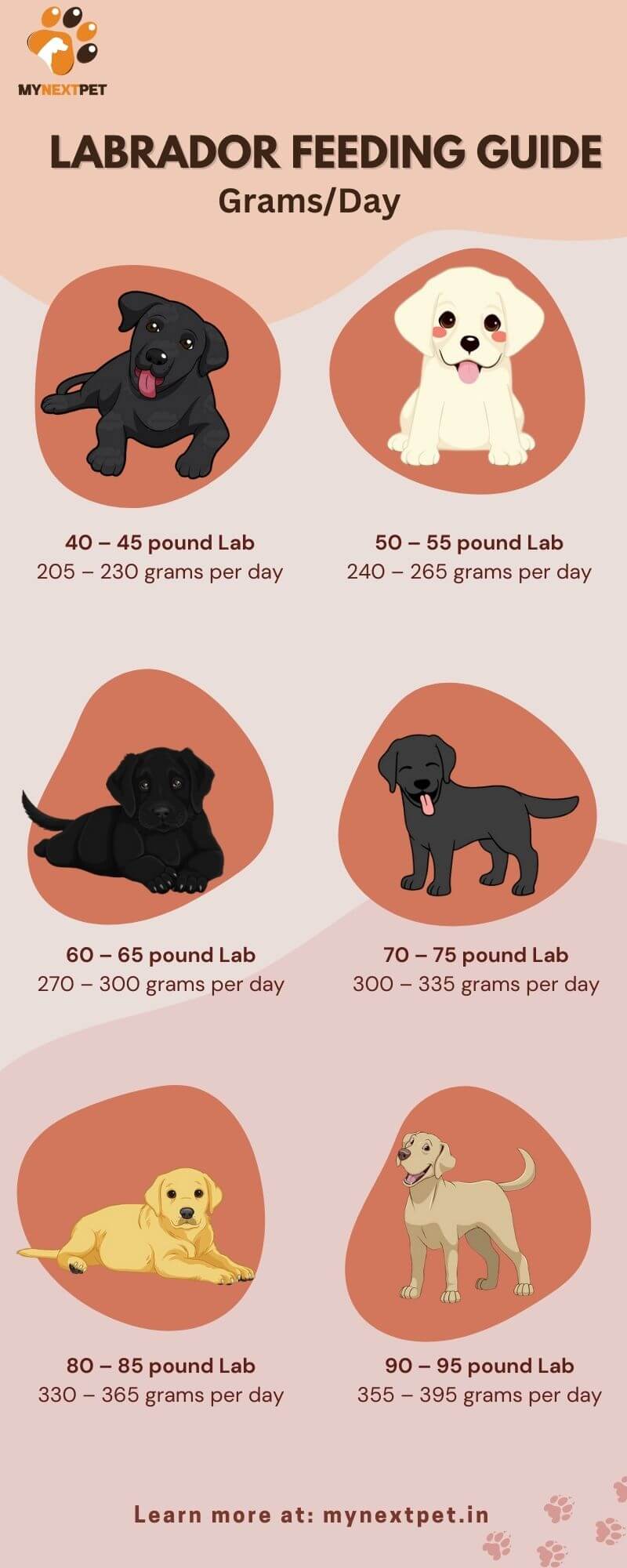 Labrador Puppy Feeding Guide by Age