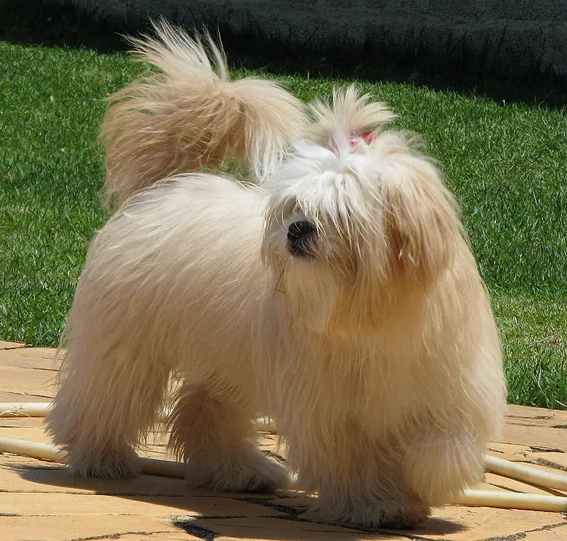 lhasa-apso-small-breed-dog