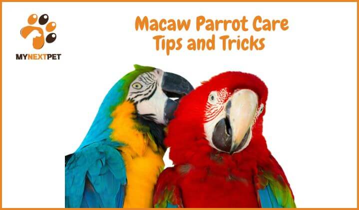 macaw parrot care tips and tricks