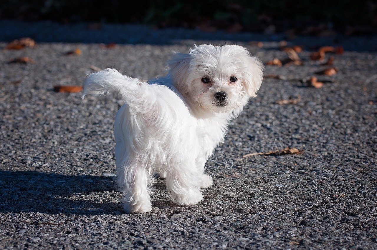 maltese-small-breed-dog