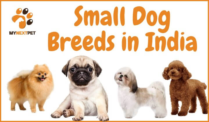 small dog breeds in india with names