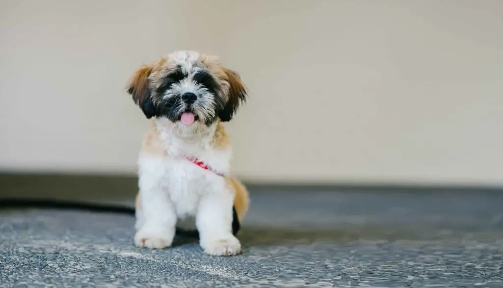 Shih-Tzu-small-dog-breed