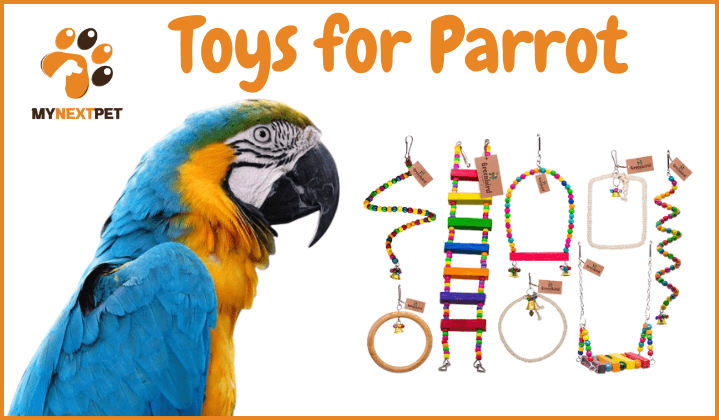 best macaw parrot toys