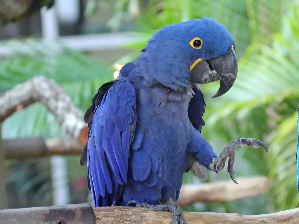 Glaucous Macaw Parrot