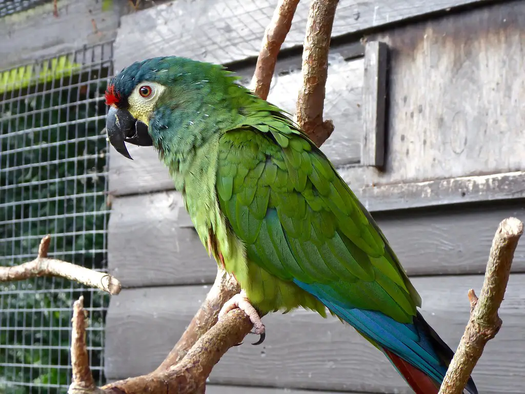 Illiger Macaw Parrot