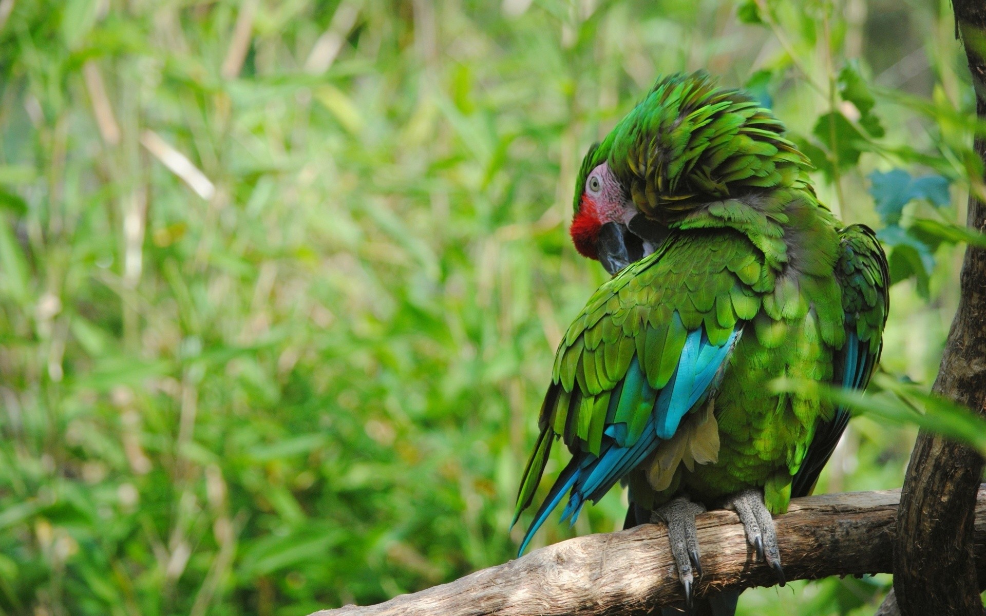 Military Type Macaw Parrot