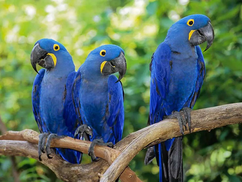 Hyacinth Type Macaw Parrot