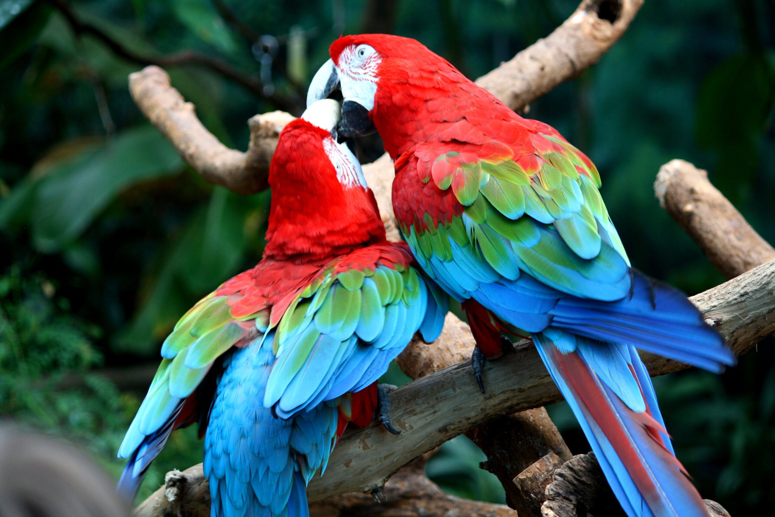 Green Winged Macaw Price
