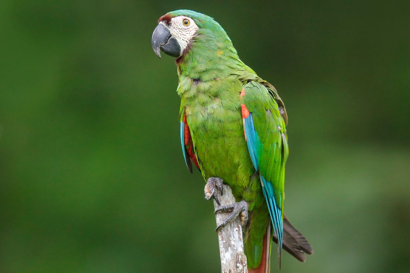 Chestnut-severe-fronted-macaw