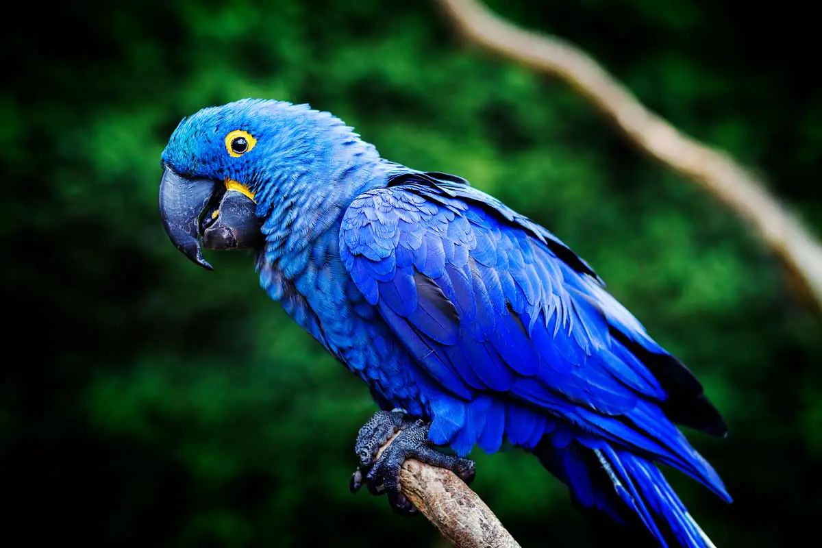 Hyacinth Macaw Price