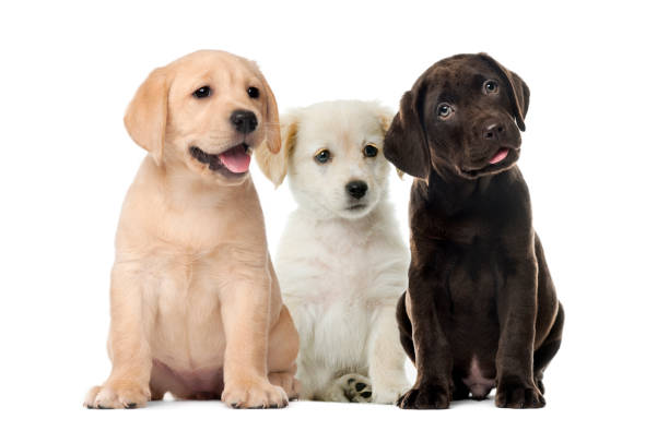 Labrador Puppies in India: Everything You Need to Know