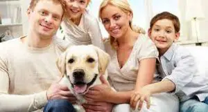 Labrador behavior towards family