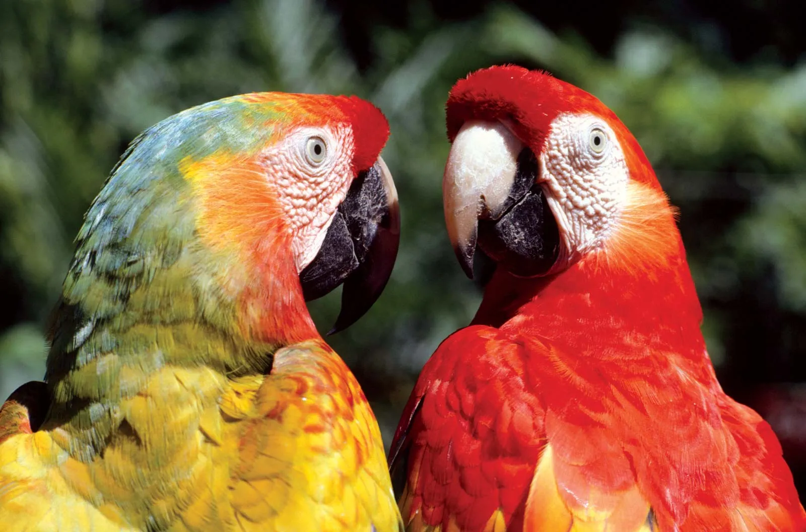 Scarlet Macaw Parrot Prices