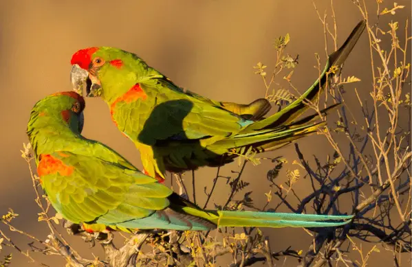 Red Fronted Macaw 