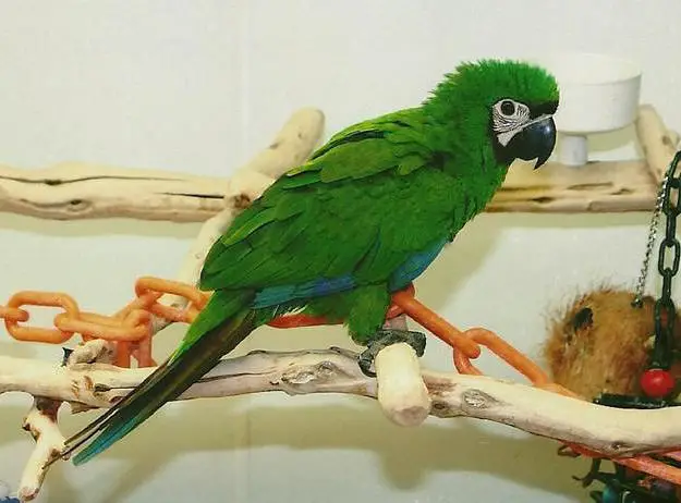Severe Macaw Parrot