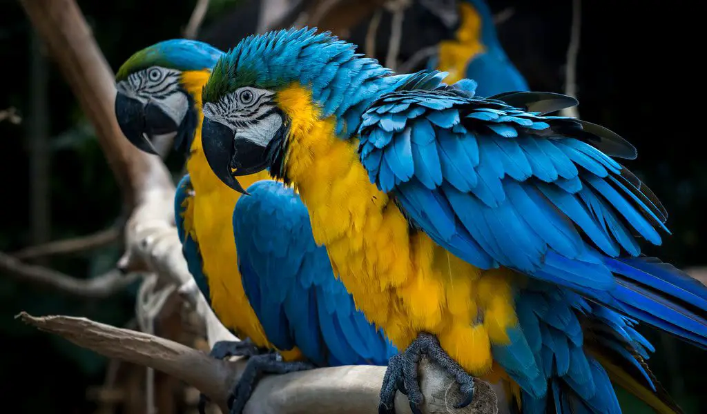 Blue and Gold Macaw price in india