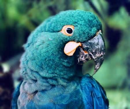 glaucous macaw price