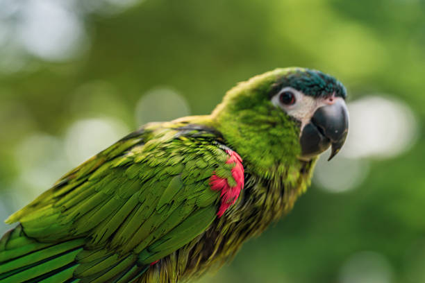hahn macaw price