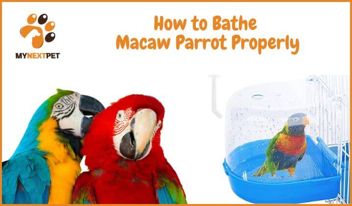 tips for bathing macaw parrot