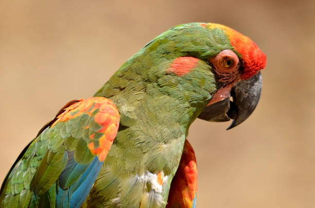 Red-Fronted Macaw Parrot