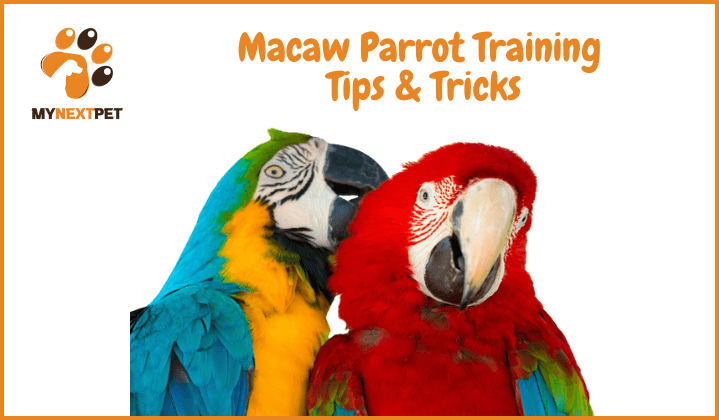 how to train macaw parrot