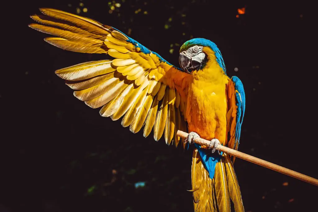Blue and Gold Macaw Parrot