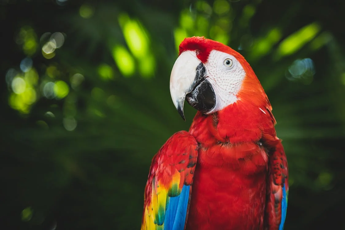 Green-Winged Type Macaw