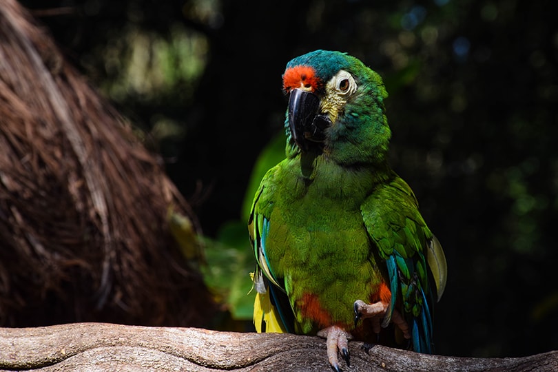 Severe Macaw Price