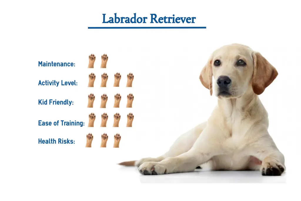 Labrador physical charactertics